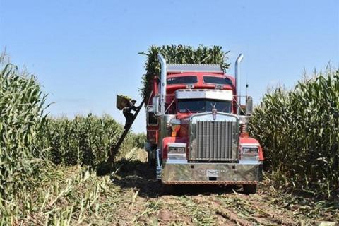 Ви зараз переглядаєте Ganfer Fresh додає солодку кукурудзу до асортименту для ринку США
