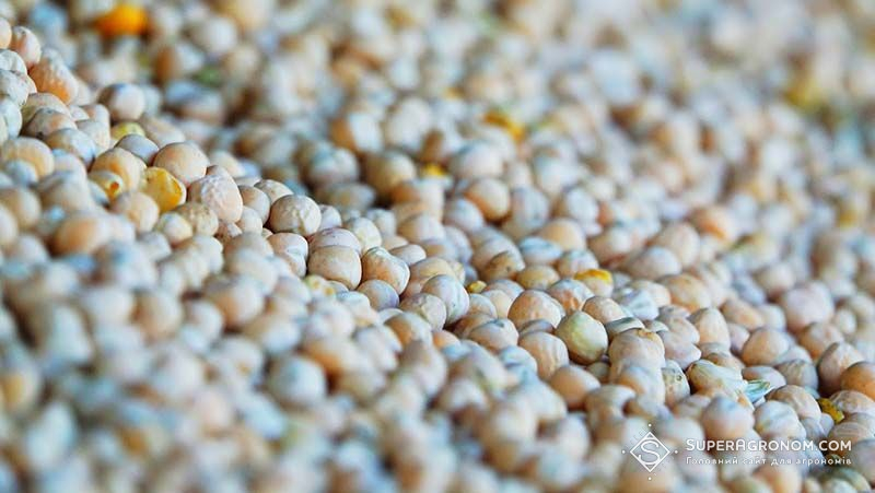 Ви зараз переглядаєте Експорт гороху з України зростає: логістика має перевагу перед зерновими, але ціни стримують