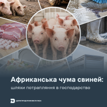 Ви зараз переглядаєте АЧС: основні шляхи потрапляння вірусу в господарство