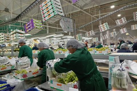 Ви зараз переглядаєте Ель-Ніньйо по-різному впливає на Перу: виноград на півдні може стартувати раніше, авокадо на півночі — під ризиком просідання врожайності