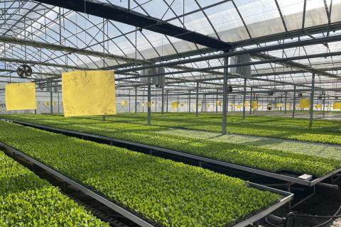 Ви зараз переглядаєте Гідропонний виробник у Новій Зеландії наростив постачання бок-чою до мереж Foodstuffs