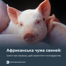 Ви зараз переглядаєте Держпродспоживслужба нагадала про ризики АЧС та правила біобезпеки для власників свиней
