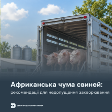 Ви зараз переглядаєте Держпродспоживслужба надала рекомендації для недопущення африканської чуми свиней