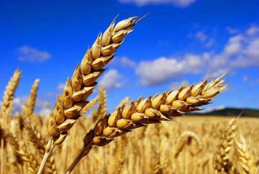 Ви зараз переглядаєте KSG Agro завершив збиральну кампанію ранніх зернових на площі майже 5 тис. Га