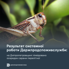 Ви зараз переглядаєте На Дніпропетровщині ліквідували осередок сарани перелітної — Держпродспоживслужба