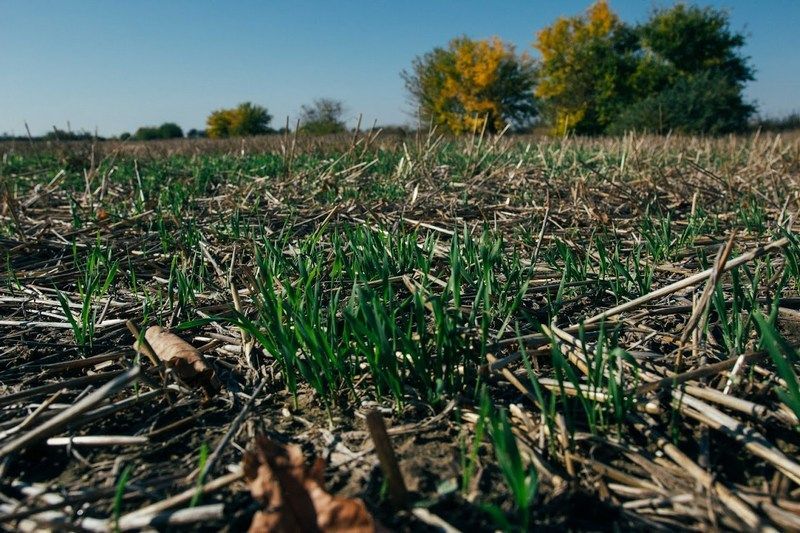 Ви зараз переглядаєте Як no-till допомагає економити пальне та насіння — досвід «ВВІ-Агро»