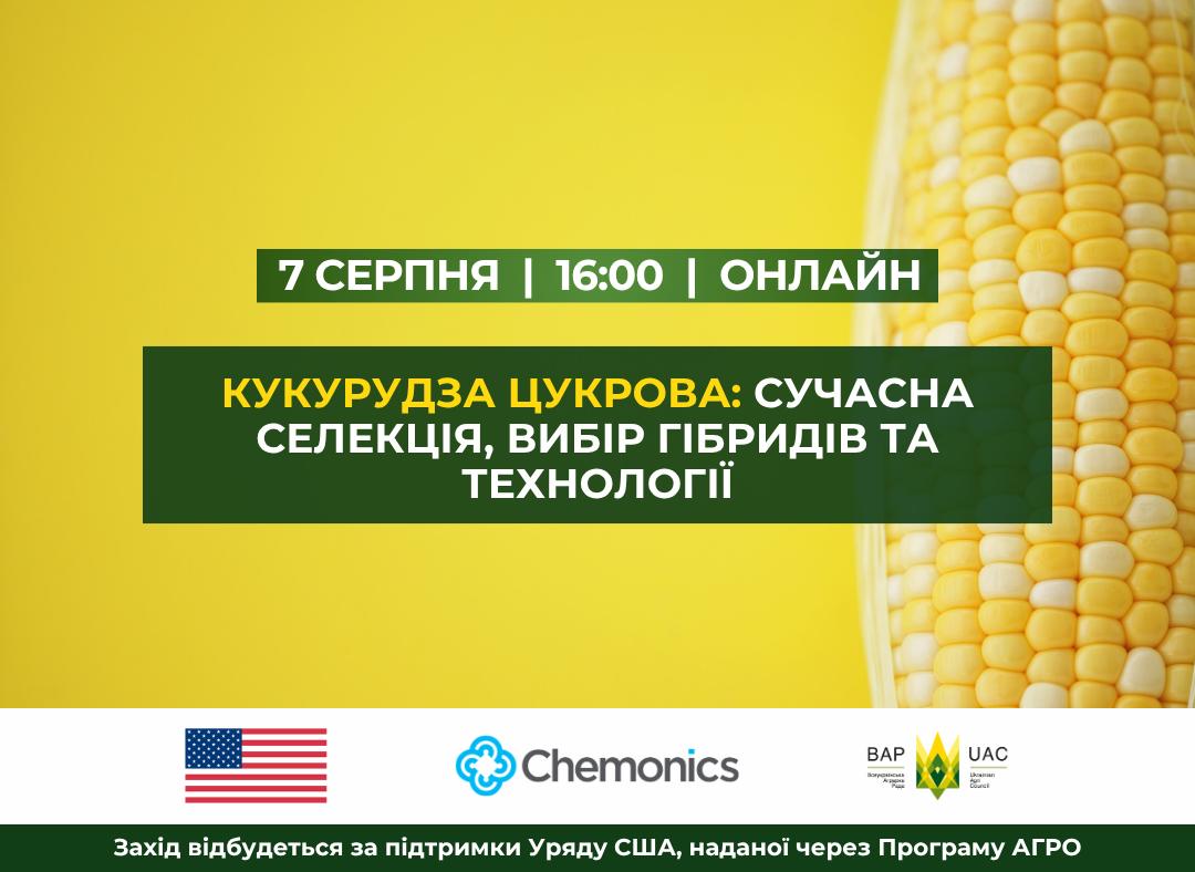 Ви зараз переглядаєте Кукурудза цукрова: сучасна селекція, вибір гібридів та технології