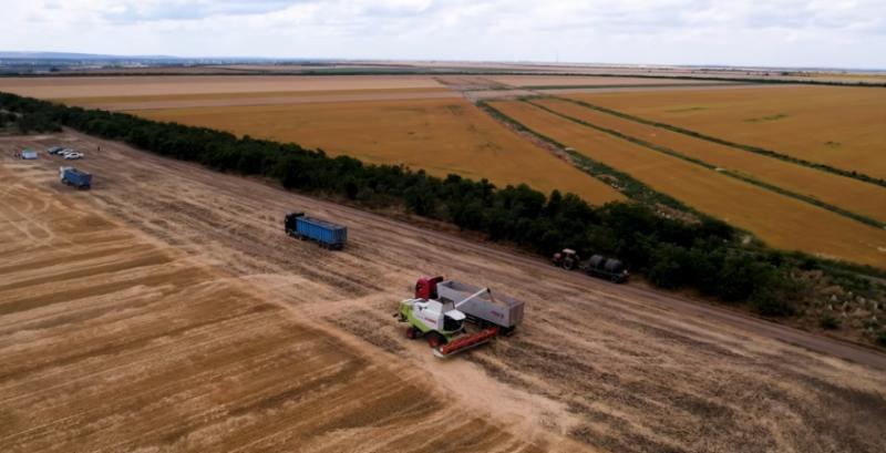 Льон і сочевиця — нішеві культури, які здивували аграріїв у 2026 році Льон і сочевиця — нішеві культури, які здивували аграріїв у 2026 році