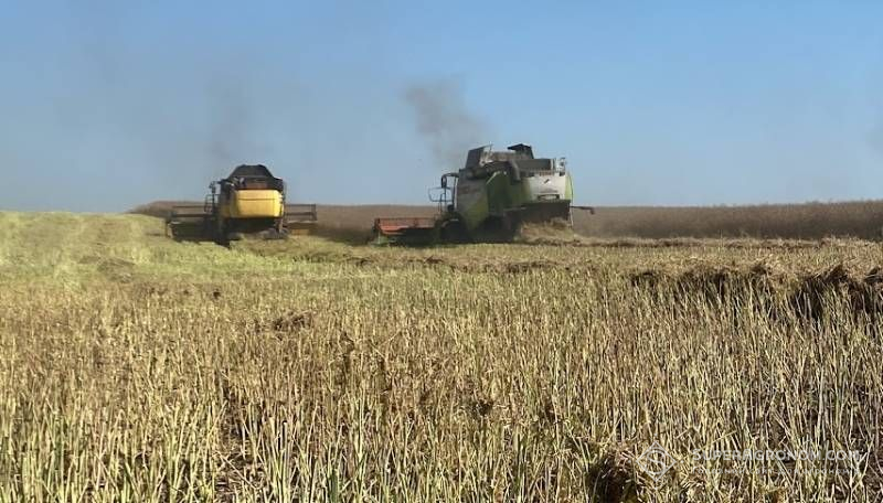 Ви зараз переглядаєте На Сумщині збирають урожай під загрозою дронів: ріпаку дав 4,5 т/га, але ціна впала з 26 до 20 тис. грн/т
