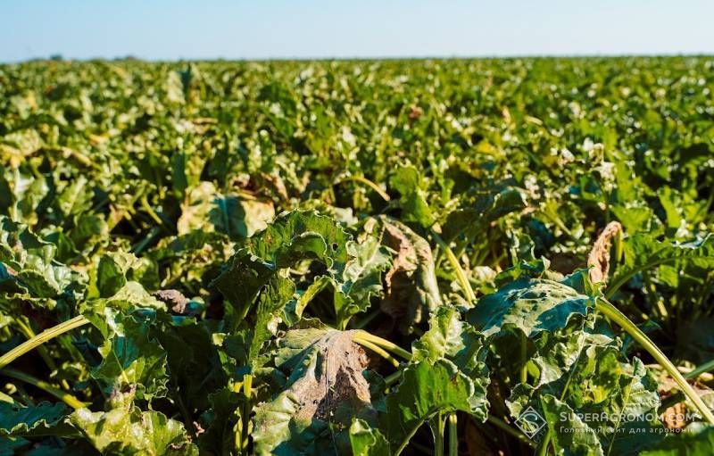 Ви зараз переглядаєте Найгірший урожай цукрових буряків цьогоріч зберуть в Німеччині