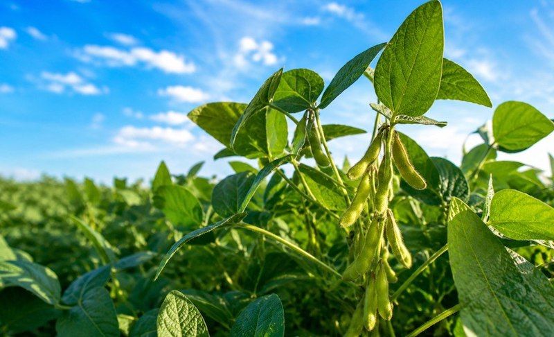 Ви зараз переглядаєте Павутинний кліщ може знищити до 80% врожаю сої
