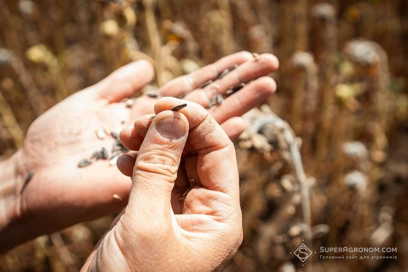 Ви зараз переглядаєте Посуха у першій декаді серпня посилилася: під загрозою врожай пізніх культур
