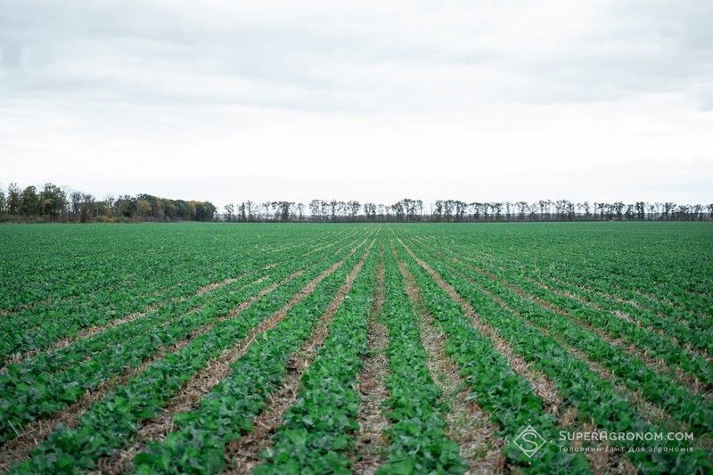 Ви зараз переглядаєте Ставку на ріпак і технологію strip-till роблять в агрохолдингах через подорожчання посівної