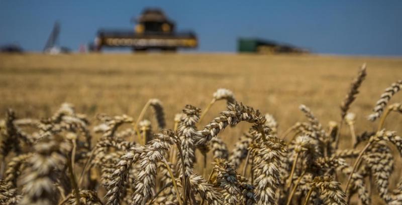 Світові ціни на пшеницю за місяць зросли майже на 6% — ФАО Світові ціни на пшеницю за місяць зросли майже на 6% — ФАО