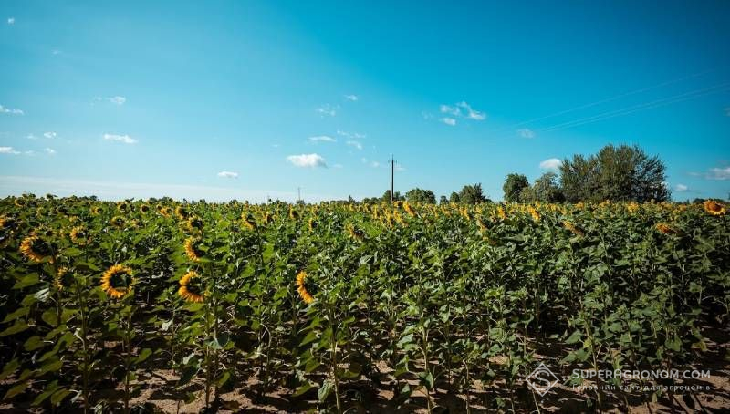 Ви зараз переглядаєте У північних районах Дніпропетровщини випало понад 300% декадної норми опадів, а в південно-західних посуха
