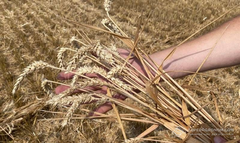 Ви зараз переглядаєте Урожайність пшениці на Київщині перевищила минулорічну на 17% і становить 6,14 т/га