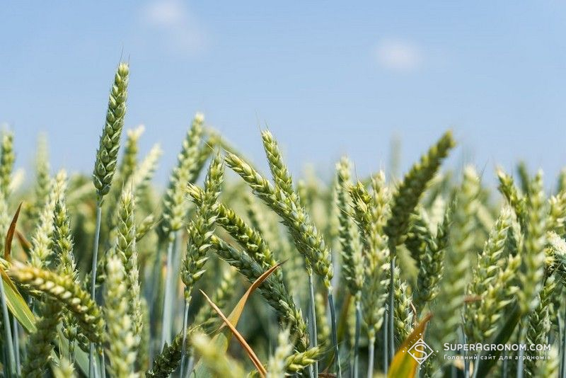 Ви зараз переглядаєте Виробництво озимої пшениці в Україні стає збитковим через дорогу логістику