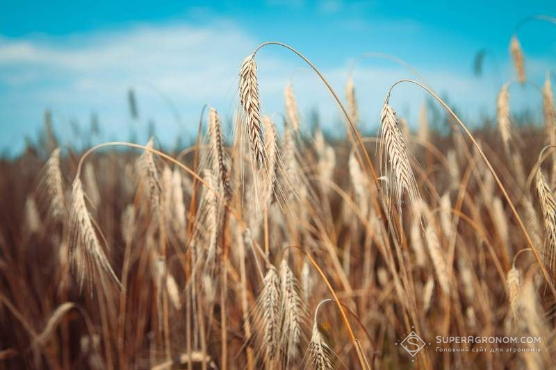 Ви зараз переглядаєте Жито по no-till забезпечило 5,6 т/га на бідних ґрунтах — досвід