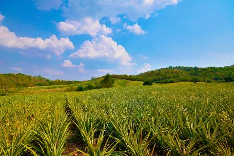 Ви зараз переглядаєте JP Farms у Ямайці утримує постачання бананів і ананасів під час посухи завдяки зрошенню