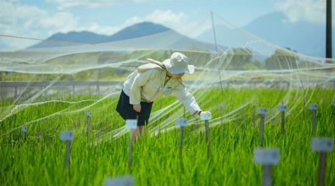 Ви зараз переглядаєте IRRI та CIMMYT посилюють співпрацю для модернізації селекції та швидшого виведення кліматостійких сортів