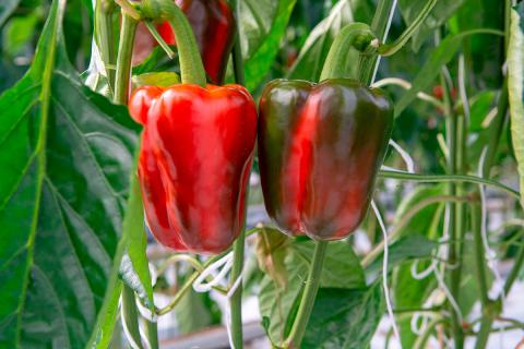 Ви зараз переглядаєте Трипс Thrips parvispinus у Мексиці: втрати врожаю до 50% і зростання витрат на захист майже на 50%