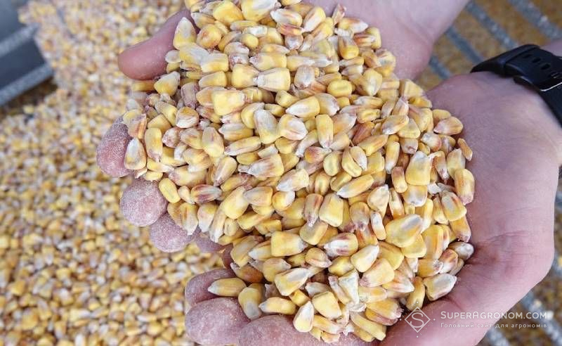Ви зараз переглядаєте 36% кукурудзи в НІБУЛОН вирощують за strip-till та mini-till: стартували жнива
