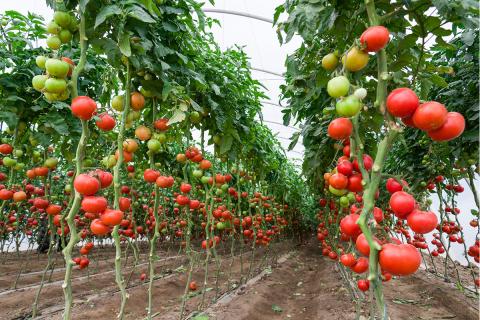 Ви зараз переглядаєте Зупинка опріснювальних станцій в Ізраїлі через каламутність моря загрожує зрошенню овочів на півдні країни