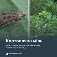 Ви зараз переглядаєте Держпродспоживслужба попередила про ризики поширення картопляної молі та нагадала заходи боротьби