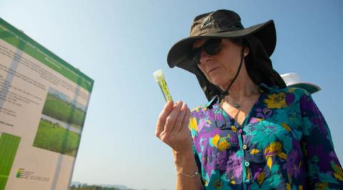 Ви зараз переглядаєте IRRI та Університет Ноттінгема запустили проєкт із пошуку генетичних ознак жаростійкості рису