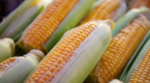Ви зараз переглядаєте Вересневий WASDE: USDA знизило прогноз урожайності кукурудзи у США та підвищило оцінку виробництва сої