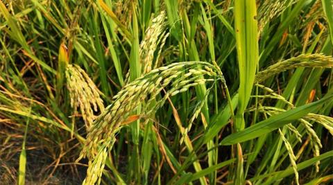 Ви зараз переглядаєте USDA підвищило оцінку виробництва рису в Шрі-Ланці у 2025/26 МР до 3,7 млн т на тлі зростання імпорту добрив