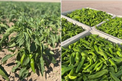 Ви зараз переглядаєте Шкідники та вірус скоротили сезон свіжого Hatch chile у Нью-Мексико