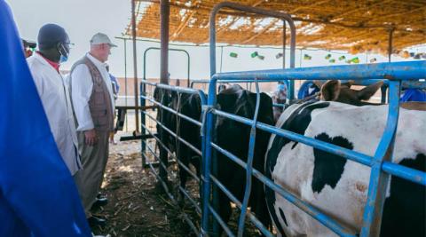Ви зараз переглядаєте ФАО запускає загальнонаціональну кампанію вакцинації худоби в Судані: планують охопити 9,8 млн тварин