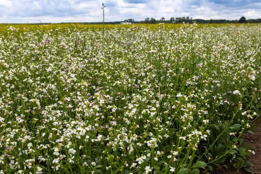 Ви зараз переглядаєте Покривні культури як основа біометанової革люції: де України найбільше переваг