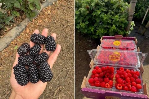 Ви зараз переглядаєте Always Fresh Farms виводить у виробництво ожину Rejoice та малину Resonance для постачання протягом 52 тижнів