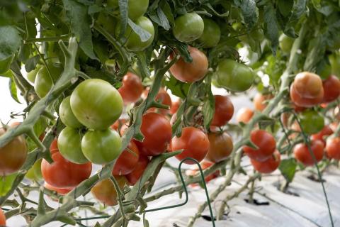 Ви зараз переглядаєте Enza Zaden і Limagrain Vegetable Seeds співпрацюватимуть над стійкістю томатів до вірусу ToBRFV