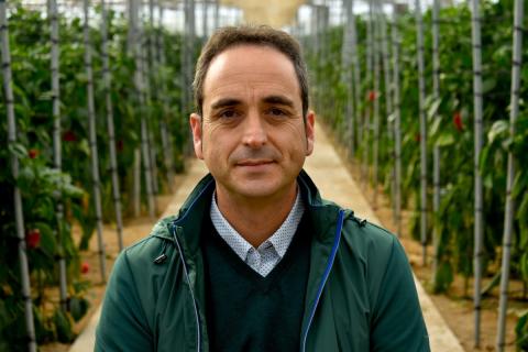 Ви зараз переглядаєте У теплицях Альмерії фіксують Thrips parvispinus: на старті сезону осередки переважно локальні