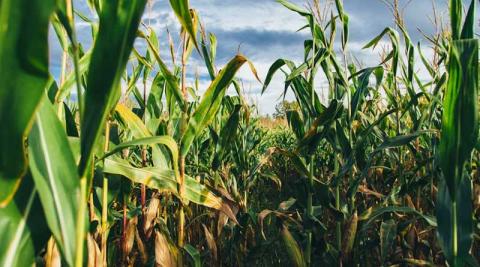 Ви зараз переглядаєте Вчені представили Crop-GPA 2.0 — інструмент глибинного навчання для прогнозування зв’язків «ген—ознака» між культурами