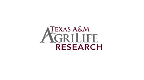 Ви зараз переглядаєте Texas A&M представив CRISPR-Combo — підхід, що полегшує регенерацію відредагованих клітин у «складних» культурах