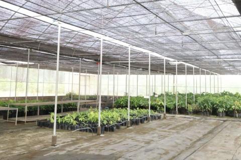 Ви зараз переглядаєте На Філіппінах запрацювали «розумні» розсадник прищепного матеріалу какао та теплиця з IoT і сонячним живленням