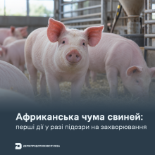 Ви зараз переглядаєте Держпродспоживслужба нагадала перші дії у разі підозри на африканську чуму свиней
