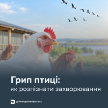 Ви зараз переглядаєте Грип птиці: як розпізнати захворювання