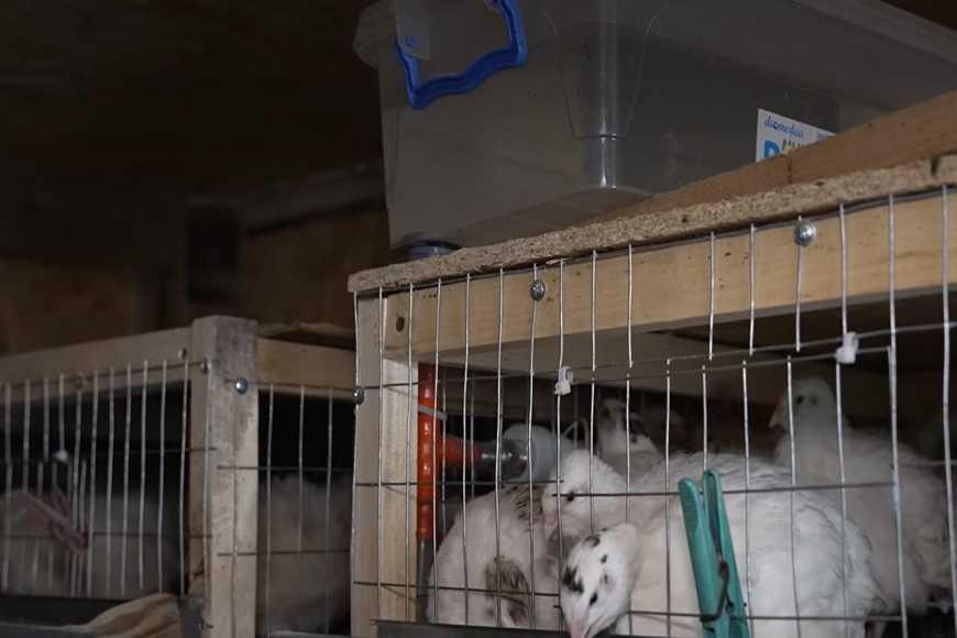 Ви зараз переглядаєте Розведення перепілок вдома: брудер і власний корм