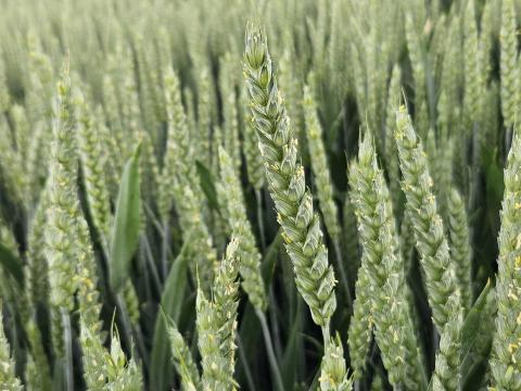 Ви зараз переглядаєте Німецькі випробування сортів: які озимі пшениці найчастіше радять для сівби восени 2026 року