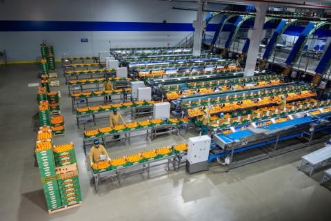 Ви зараз переглядаєте Туреччина очікує різке зростання врожаю цитрусових у сезоні 2026/27 та робить ставку на модернізацію пакувальних потужностей