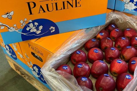 Ви зараз переглядаєте Польський експортер яблук Fruit-Group очікує до 30% менші обсяги через весняні приморозки та локальний град