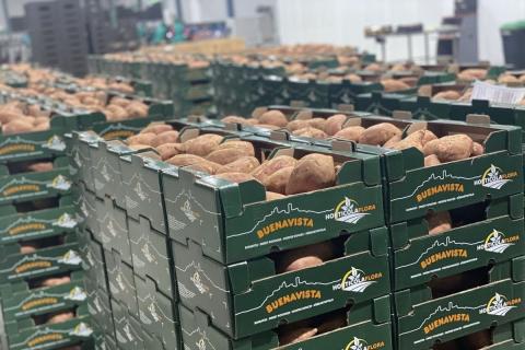 Ви зараз переглядаєте На півдні Іспанії стартував сезон органічної батати: площі майже подвоїли після зимових дощів