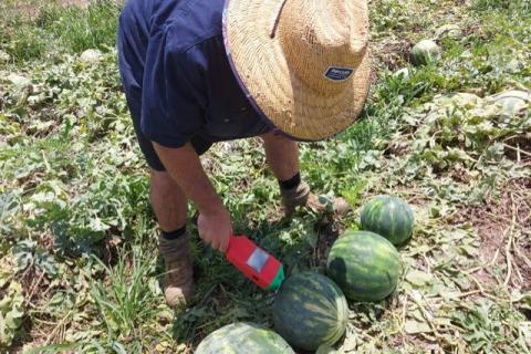Ви зараз переглядаєте SMART Melon розробляє портативний пристрій для оцінки стиглості кавунів без розрізання плоду