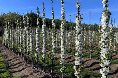 Ви зараз переглядаєте Agromillora випробовує в Європі карликові підщепи Corette для інтенсивних садів черешні