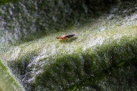 Ви зараз переглядаєте Thrips parvispinus: інвазивний трипс, який складно виявити на ранніх етапах і який швидко нарощує чисельність